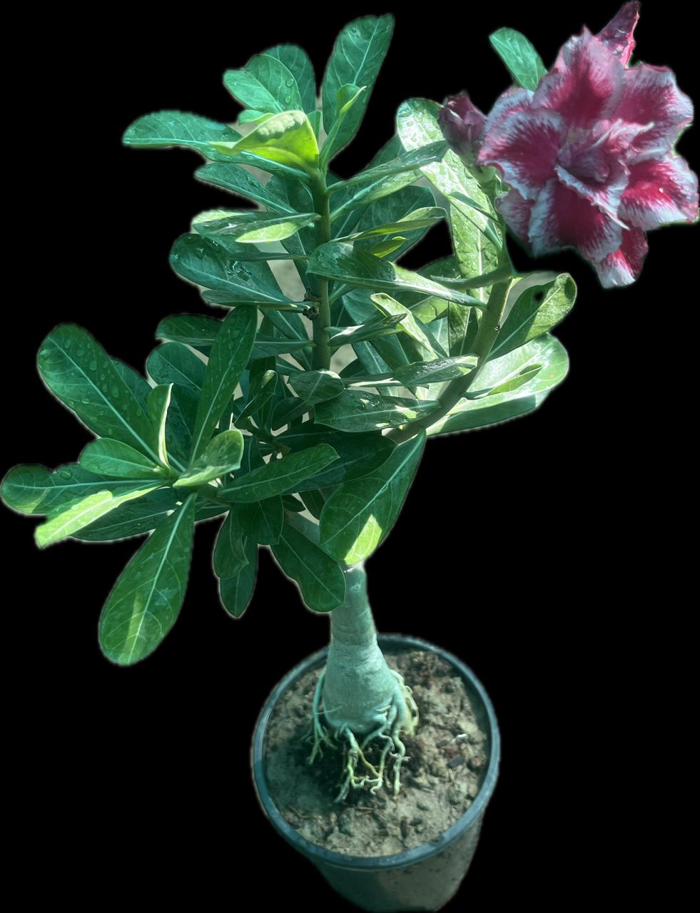 Adenium or Desert Rose
