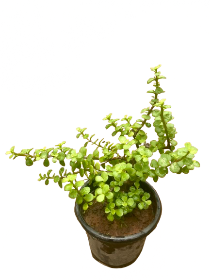 Jade plant 6” nursery pot