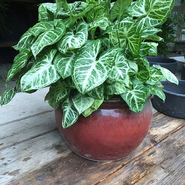 Syngonium or arrowhead plant