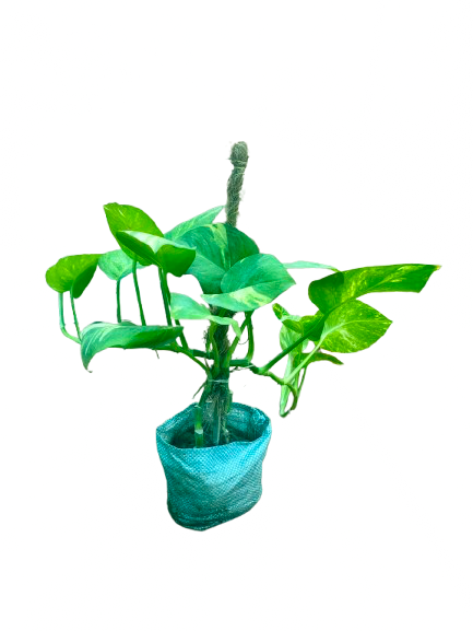 Money Plant(Epipremnum aureum) 5” plastic bag