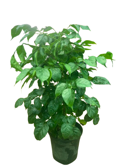 Radermachera(China Doll) 6” Nursery pot