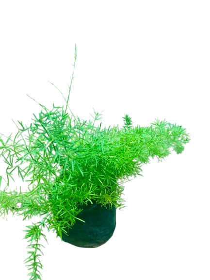 Asparagus Mary(5” plastic bag)