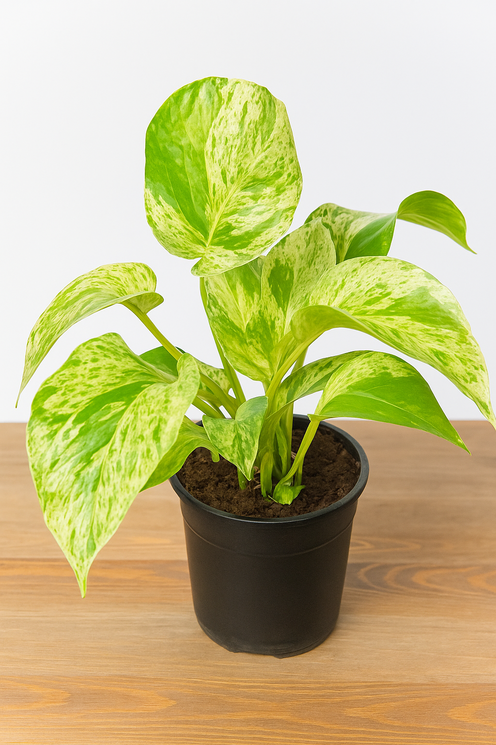 Marble Queen Pothos Moneyplant