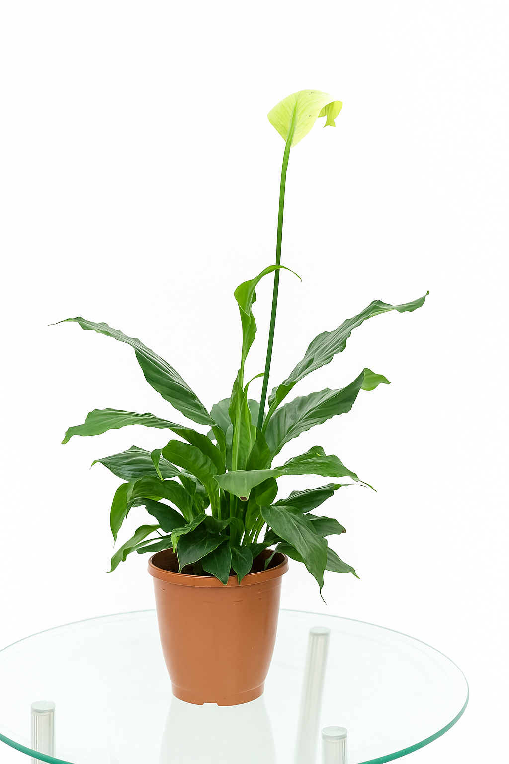 Peace Lily