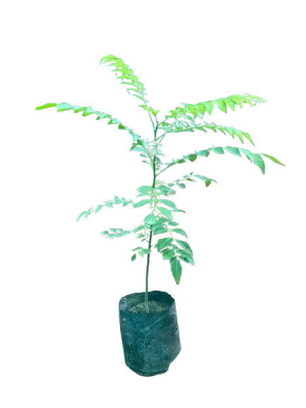 Curry Leaf(4” plastic bag)