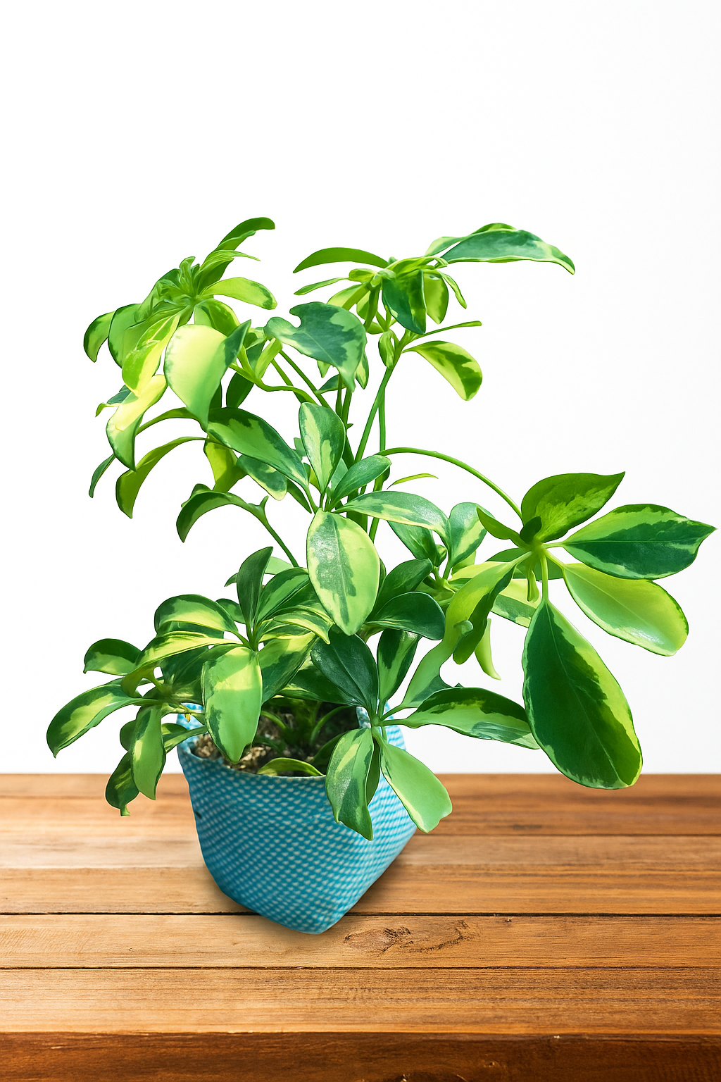 Schefflera Variegated