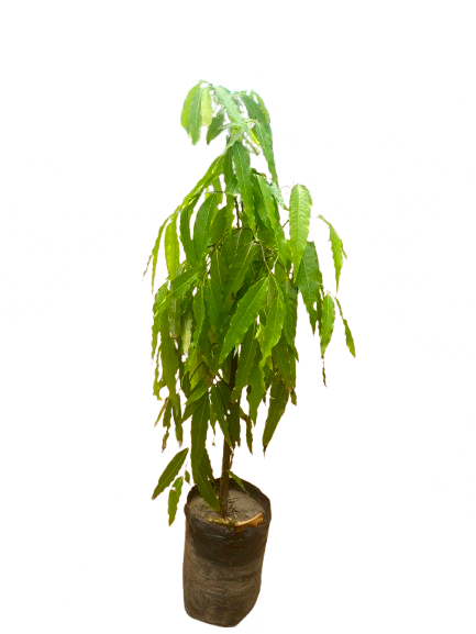 Ashok Tree (Polyalthia longifolia) ~3ft