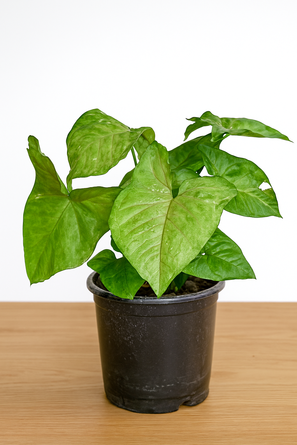 Syngonium or arrowhead plant