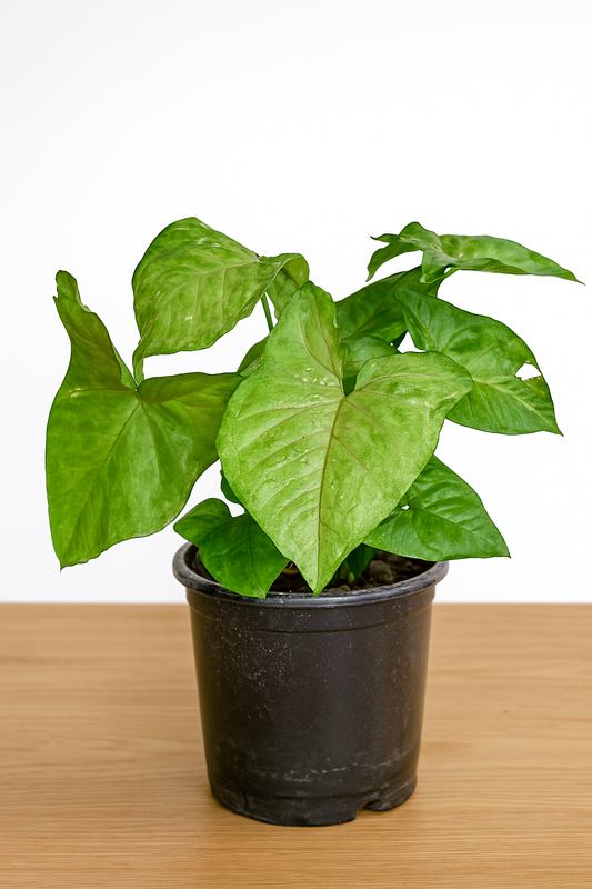 Syngonium or arrowhead plant