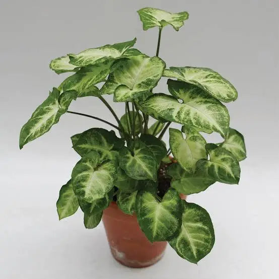 Syngonium or arrowhead plant