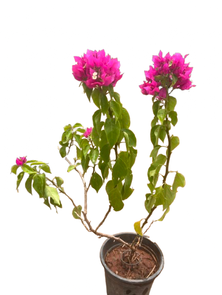 Bougainvillea 6” Plastic pot