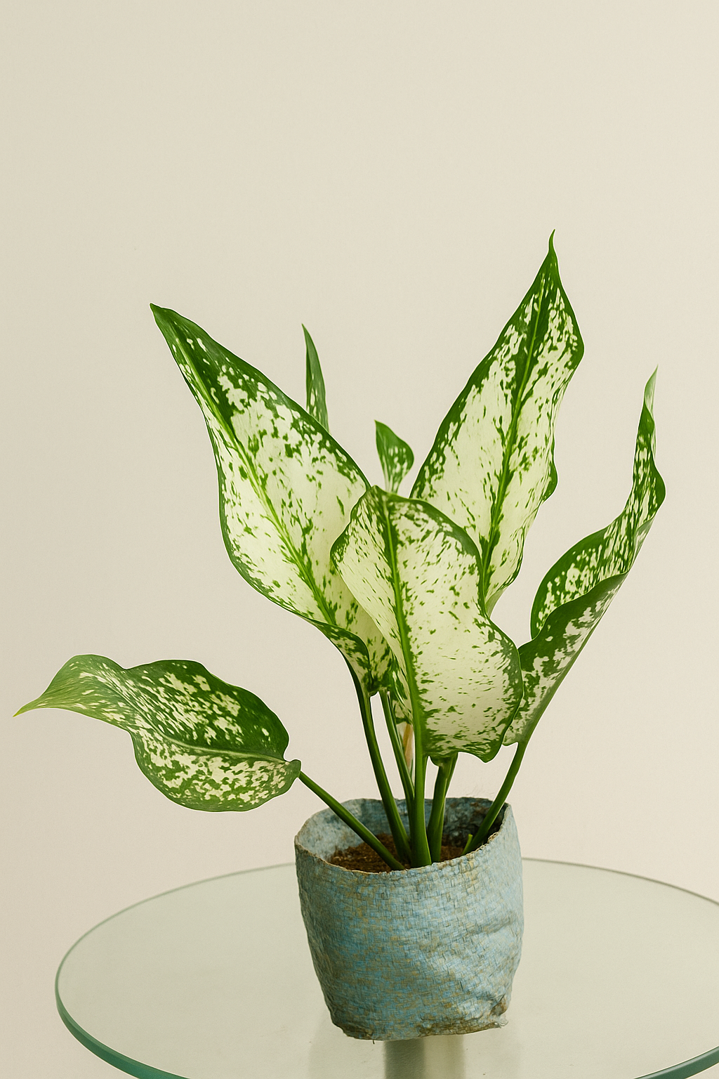 Aglaonema