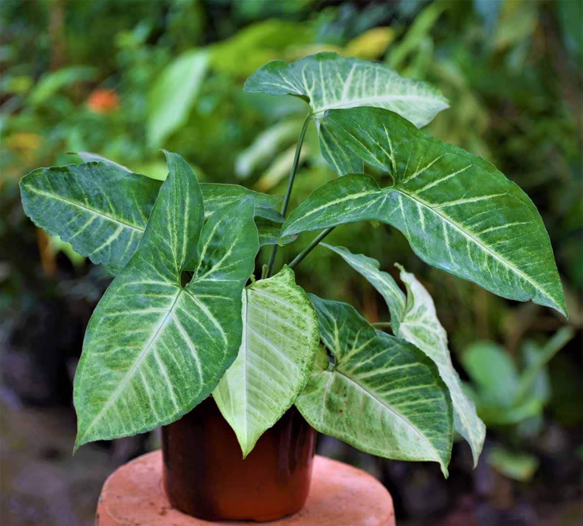 Syngonium or arrowhead plant