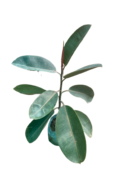 Rubber Plant(~2.5 ft)