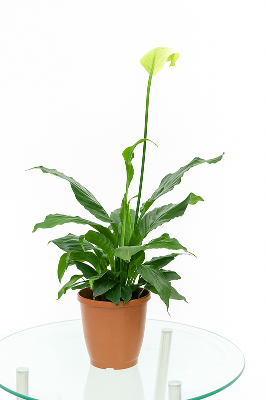 Peace Lily